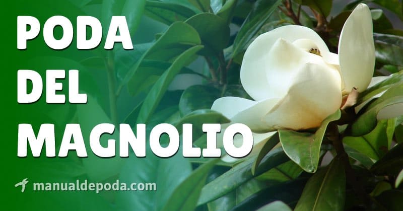 ¿Cómo es la poda del  magnolio?